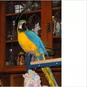 QМы продаем очень дружелюбный синий и золотой попугаев ара.